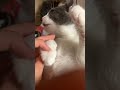 Audio Speedsong Noflop Song Music реки Cat котофейка рекомендации Cute Audio Speedsong Noflop Song Music реки Cat котофейка рекомендации Cute