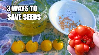 3 Favorite Ways to Save Tomato Seeds WITH a Germination Test