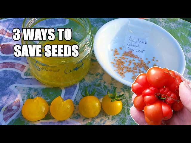 3 Favorite Ways to Save Tomato Seeds WITH a Germination Test - YouTube