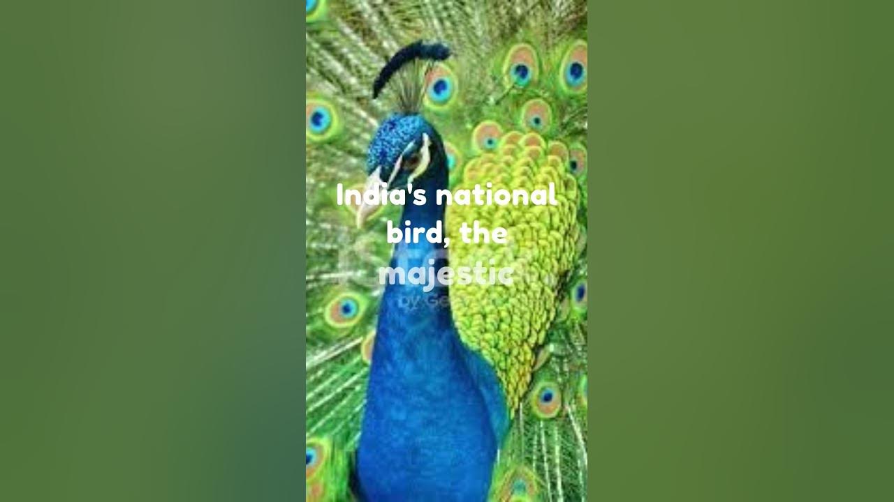 Fascinating Facts Lok Sabha Building's Peacock Theme Revealed YouTube