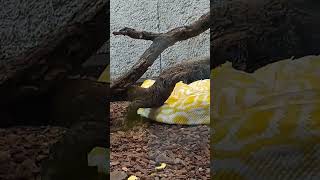 PITON ♥️🇵🇹 ZOO DA MAIA PORTO PORTUGAL #portoportugal