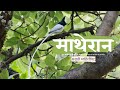 Bird watching at matheran marathi  marathi birding