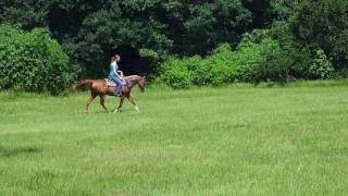 Regal Extravagant Reggie