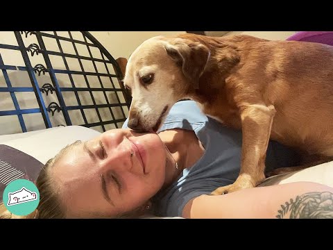 Velcro Puppy Covers Girl With Kisses. They Couldn’t Be Happier | Cuddle Dogs