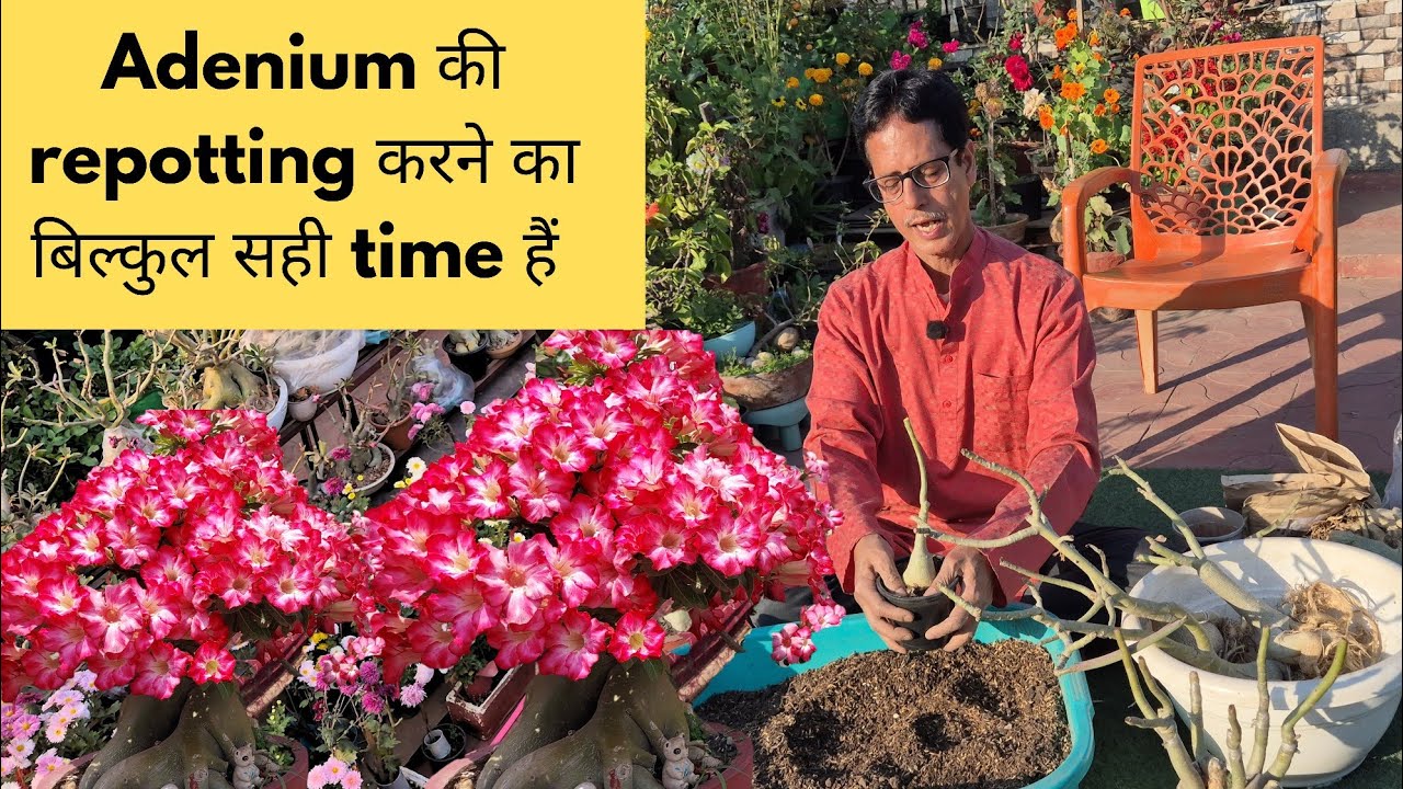 Adenium Plant Care | Repoting | Soilmix | Desert Rose | Get max flowers | Rooftop organics 