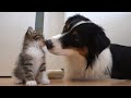 子猫へのキスが止まらない犬