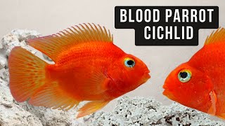 Expert Aquarist Reveals Top Tips For Blood Red Parrot Cichlids Care