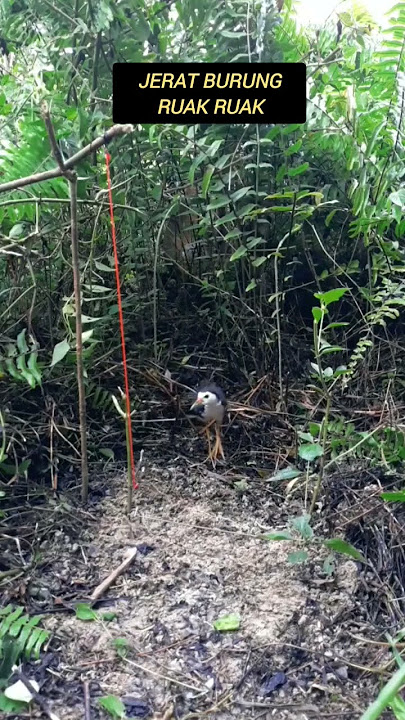 cara jerat burung ruak ruak pakai benang
