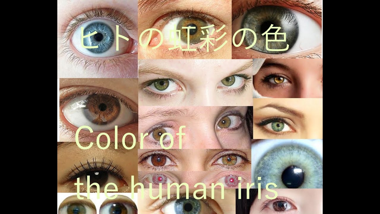ヒトの虹彩の色、Color of the human iris. YouTube ヒトの虹彩の色、Color of the human iris. YouTube
