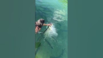 Caye Caulker Belize feeding the locals