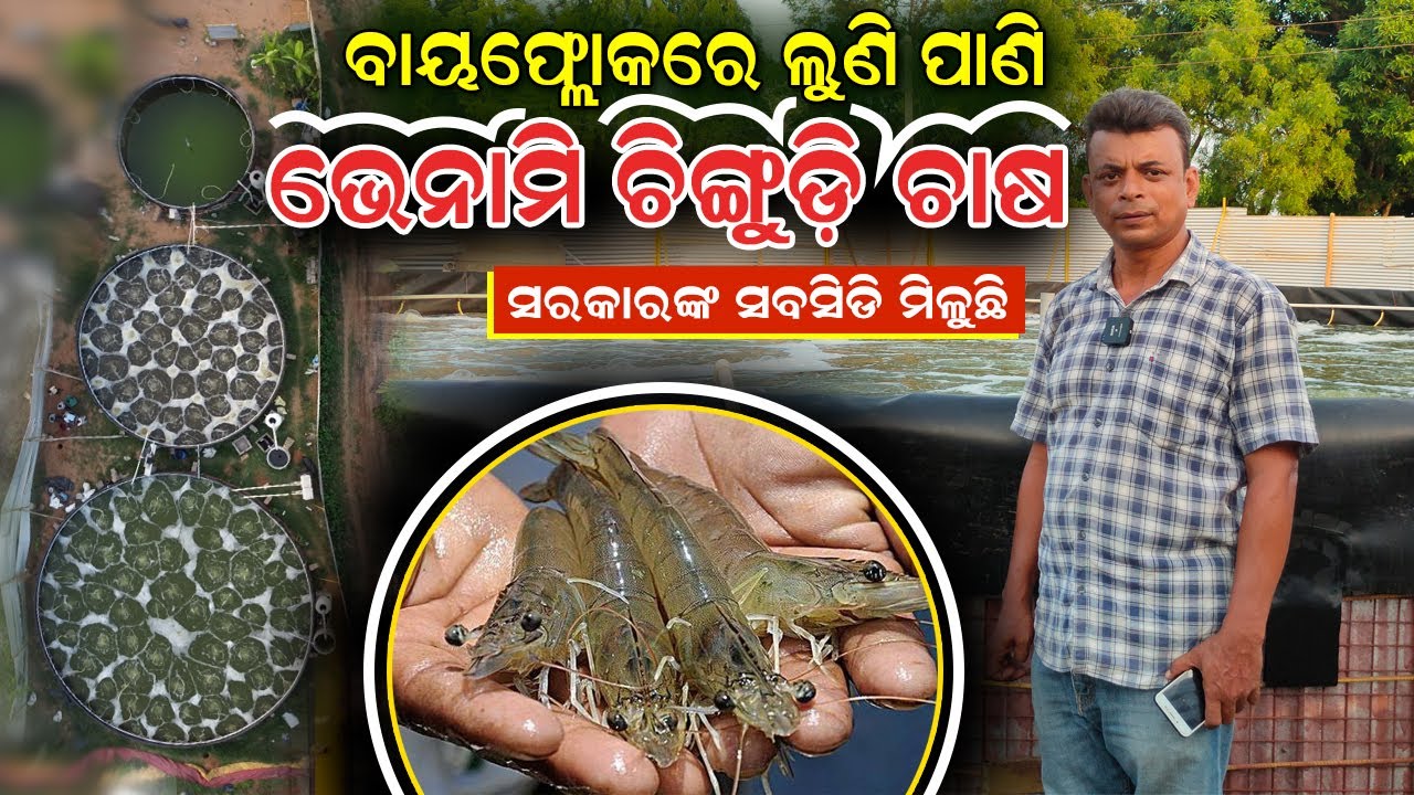 ବାୟଫ୍ଲୋକରେ ଭେନାମୀ ଚିଙ୍ଗୁଡ଼ି ଚାଷ || ଏଥିପାଇଁ ମିଳୁଛି ସରକାରଙ୍କ ସହାୟତା || Biofloc Vannamei Shrimp farming