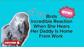 Birds Incredible Reaction When She Hears Her Daddy Is Home ❤ #animals #pets #birds #funny #cute