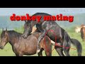 Donkey Mating compilation -Donkeys breeding-animals mating 2019