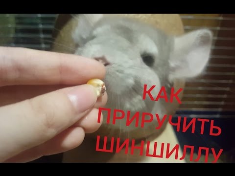 Как приручить шиншиллу