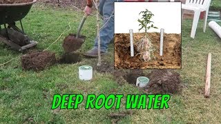 DIY Deep Root Watering System