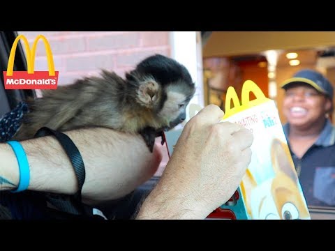 baby-monkey-visits-mcdonalds-drive-thru!-(monkeyhappy-meal)