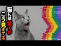 【全員勘違いしてる】色・距離・暗闇…人間とはまったく違う猫の視界の秘密