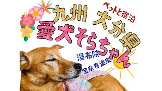 九州大分県!!愛犬そらとの旅行日記🐾食べ歩き満喫の湯布院。ペットと泊まれるお宿「宝泉寺温泉 木の郷山の湯」