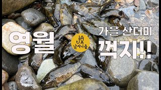 영월 힐링? 꺽지 낚시! 가을 꺽지느님 만나고 왔습니다!