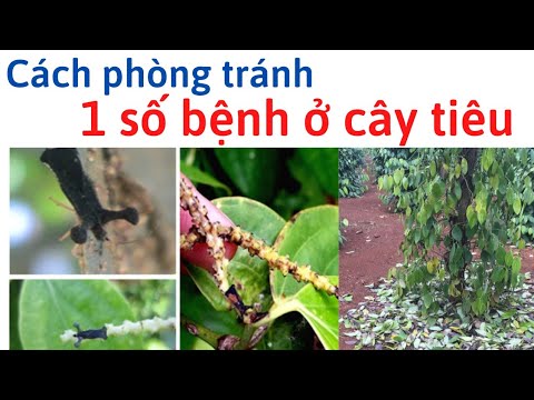 Video: Bệnh Hại Cây Tiêu