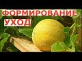 ДЫНИ в Ленинградской области ФОРМИРОВАНИЕ и УХОД