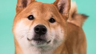 Shiba Inu by Forever Home Initiative 352 views 2 years ago 1 minute, 10 seconds