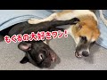 もぐら犬♪無邪気なグーグ