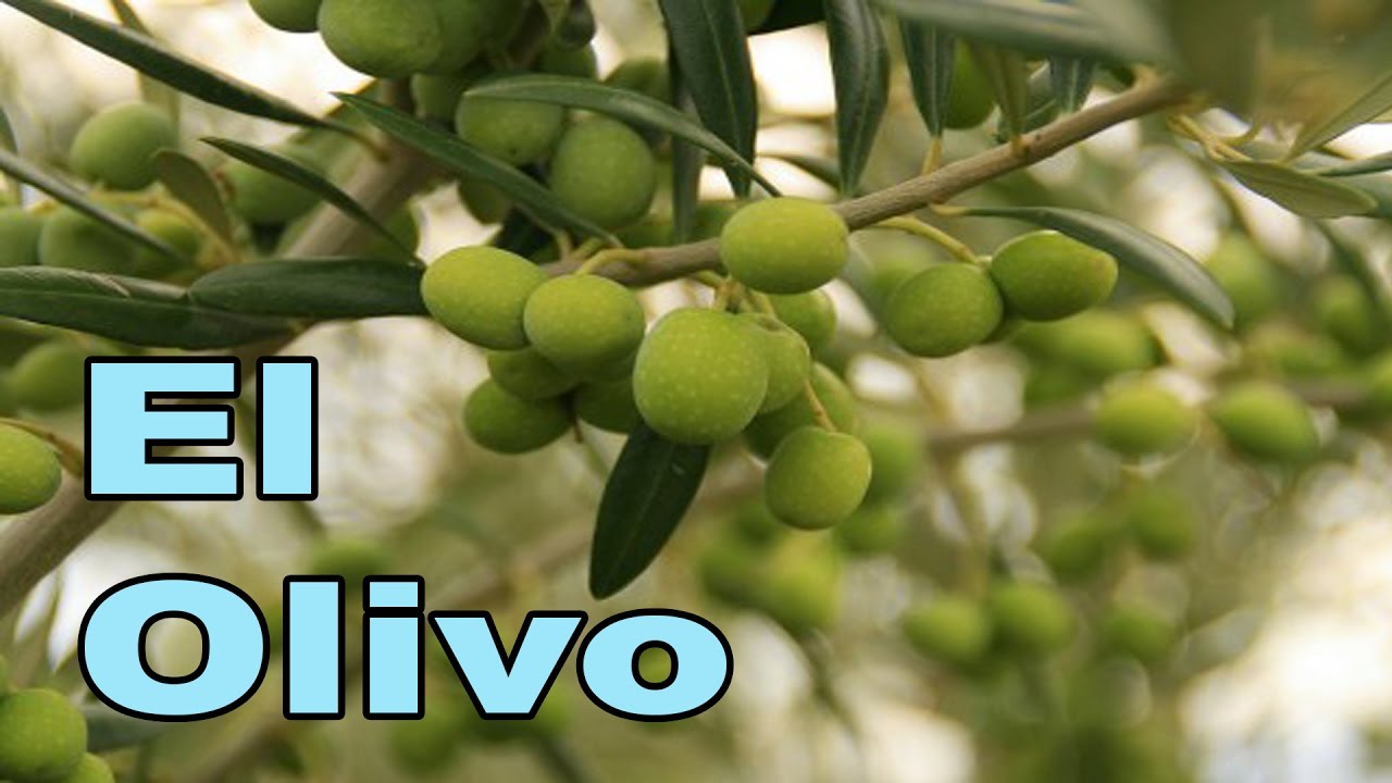 El Olivo y Sus cuidados.