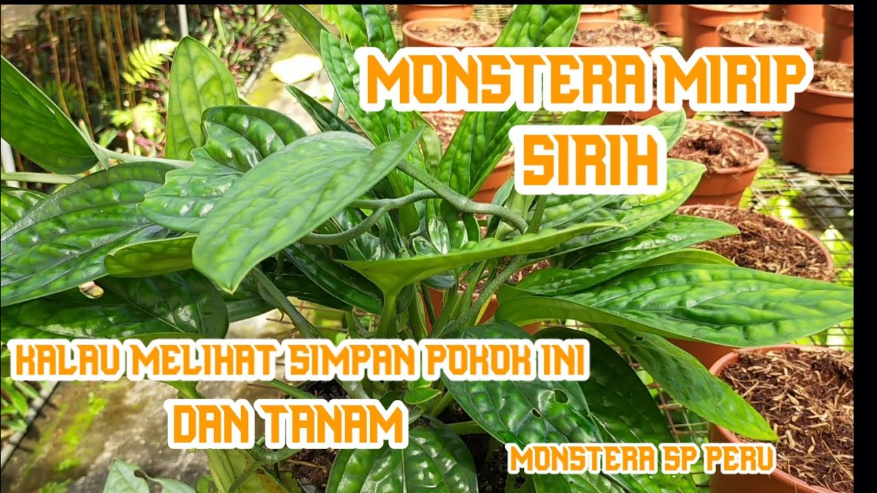 Tips Memperbanyak Monstera Mirip Sirih Monstera Sp Peru Sirih Badak Youtube