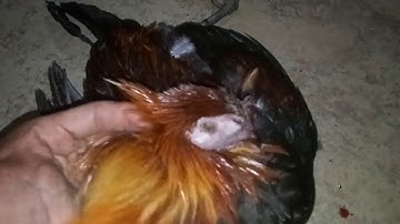 Yos hav zoov | Tua qaib qus tau 1 tus lau | tsu vaj