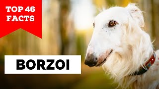 99% of Borzoi Owners Don't Know This