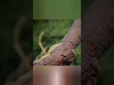 пожиратель летучих мышей #животные #документальныйфильм #animals #beyond #facts #moment #шортс