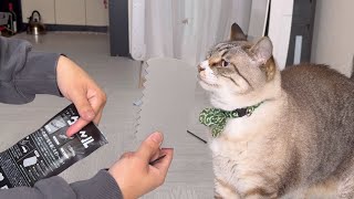 【便利！】カーペットに付いた猫の毛を取ってくれる便利アイテム