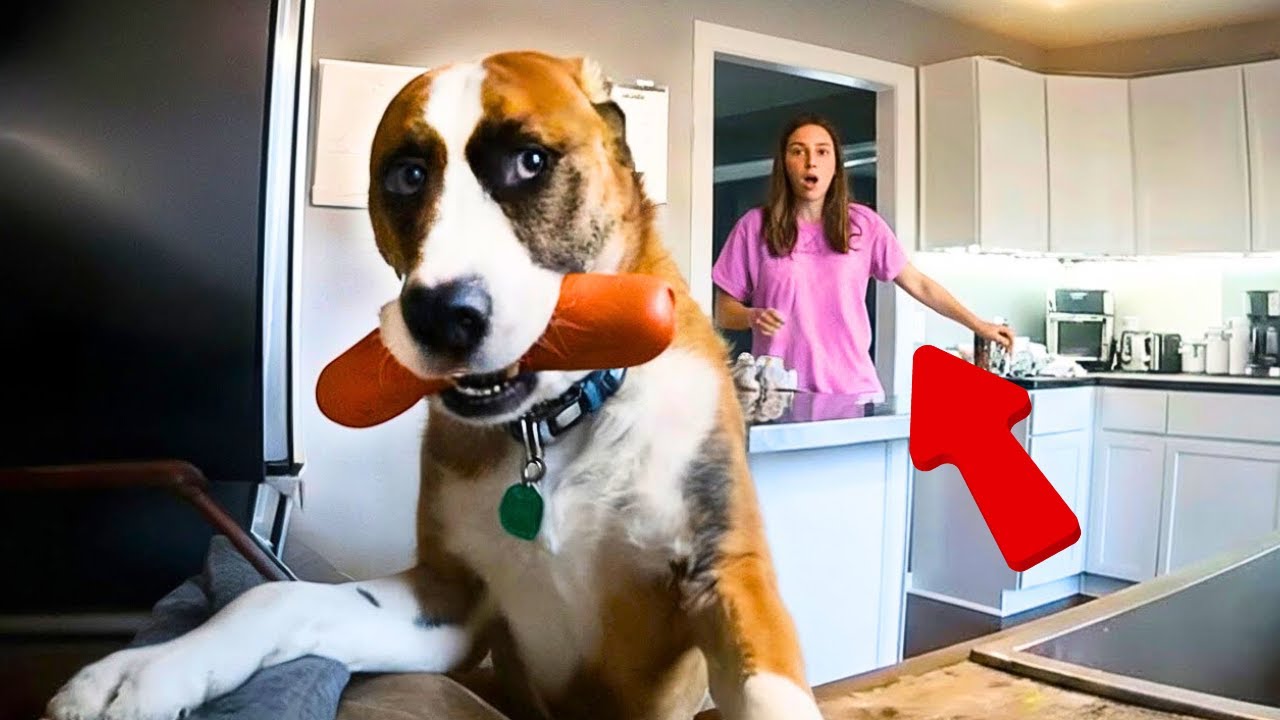 Funny Animal Fails That Went Completely Wrong 😂 FUNNIEST Animals Video 2025