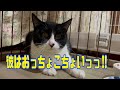 【保護猫】ただのおっちょこちょい #shorts #保護猫