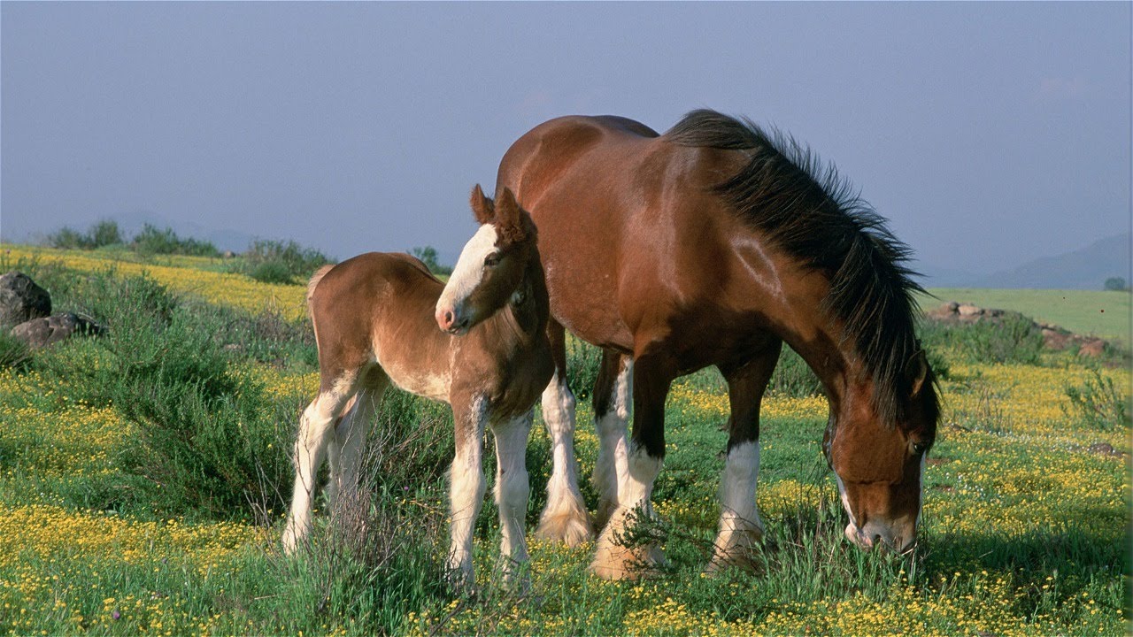 Bhutia horse breed profile, facts, lifespan, traits, training, habitat, speed, range, diet, groom, care, standard, health, pedigree, racing
