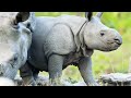 Baby Indian Rhinos are Serious Milk Guzzlers