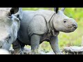Raja the Rhino: Growth and Habitat
