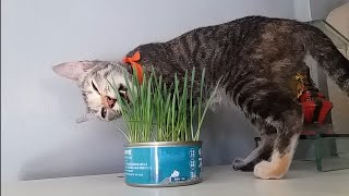 Adorable Tabby Kitty Eating Cat Grass