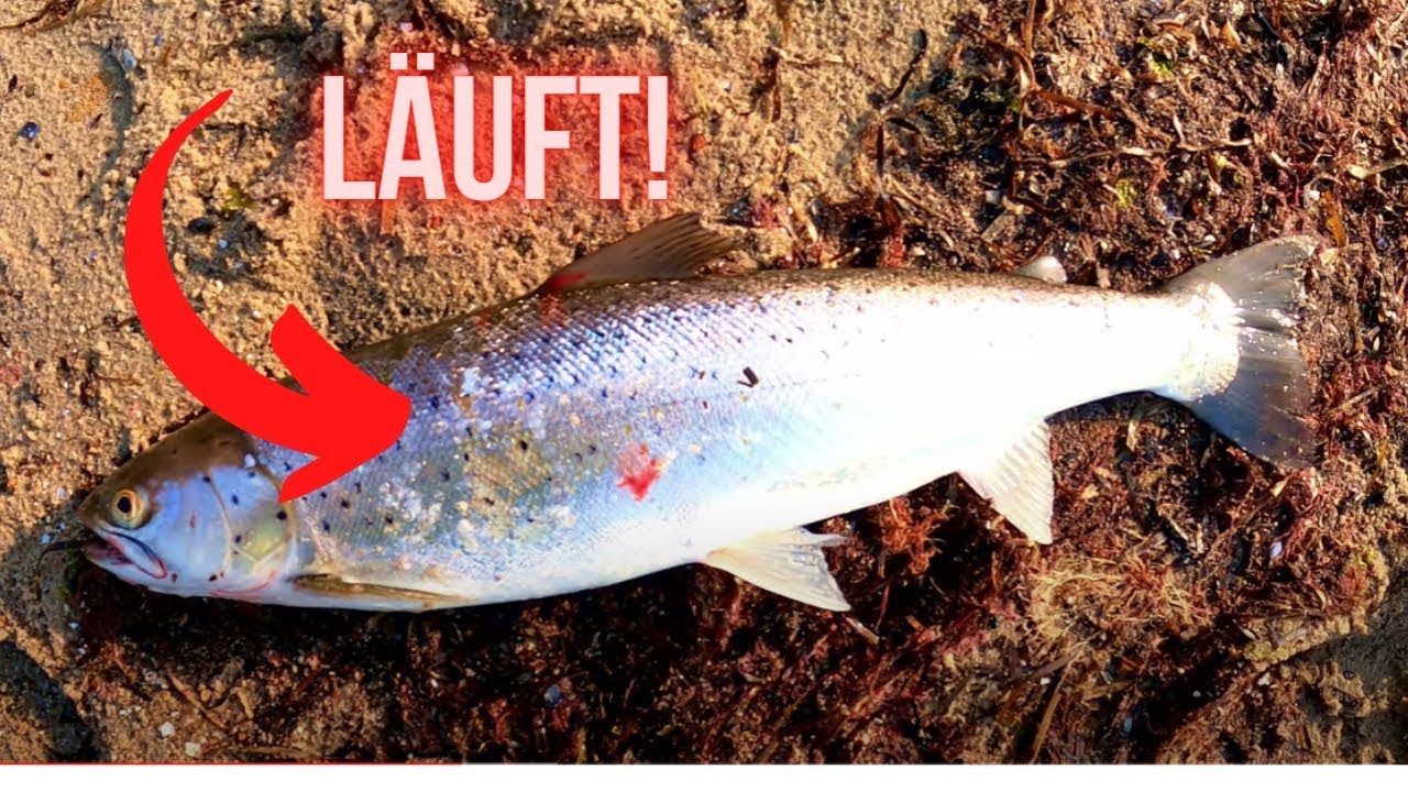 Dieser Tipp bringt Fisch! Mefo Angeln auf Fehmarn (Ostsee) im April // Angeln mit Philipp