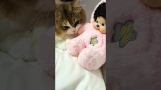 Mocha 🐱 #trending #cat #catlife #millionviews #shorts #viral #catlove #shortsviral