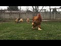 Buff Brahma- Turkish Farm |Brahma #1|