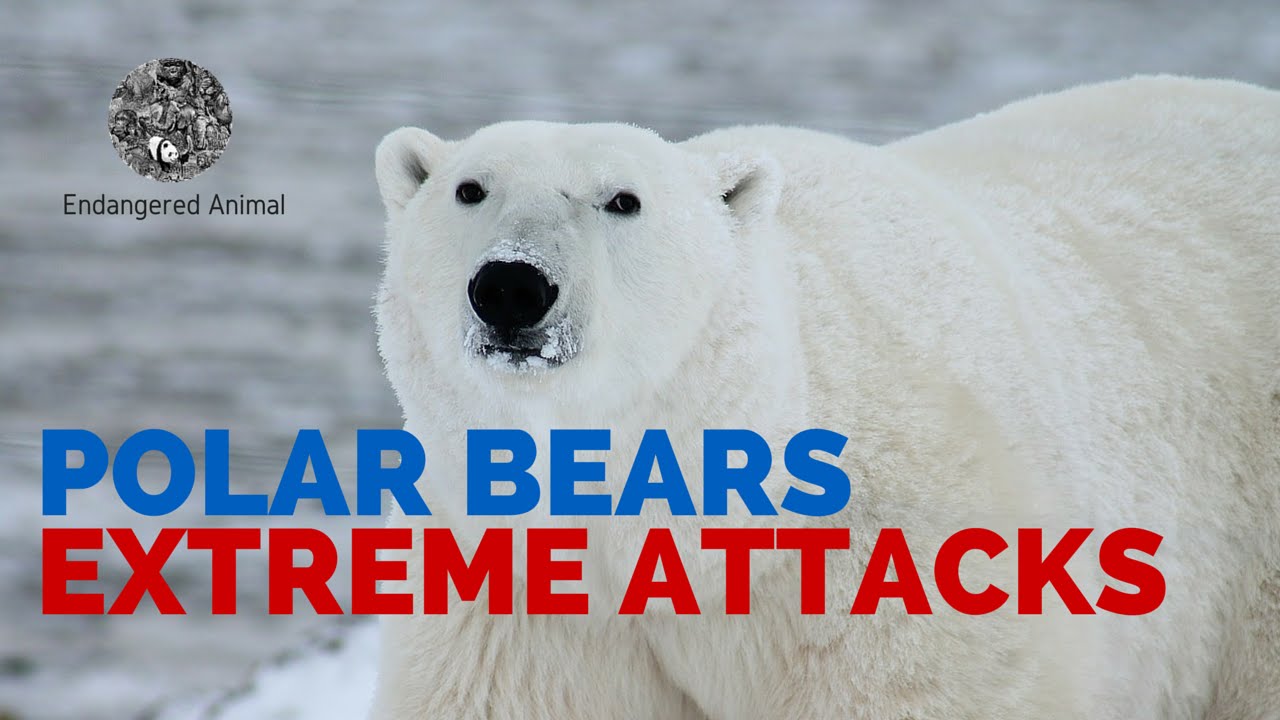 Extreme Polar Bears Attack Fatal Polar Bears Attack YouTube extreme-polar-bears-attack-fatal-polar-bears-attack-youtube