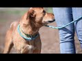 Pet of the Week: Grizz (mixed breed male) -- July 19, 2018