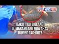 Bakit tila biglang dumarami ang mga ahas tuwing tag-init? | GMA News Feed