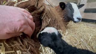 The early lamb managed to finally stand but still needed help suckling by Zwartbles Ireland Suzanna Crampton 834 views 3 weeks ago 27 minutes