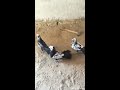 Baki Goyercinleri  Бакинские Голуби Baku Pigeons 2019