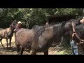 Horse neglect rescue