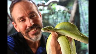 Green Python Finds A New Home At Jcu