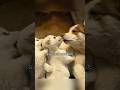 オス犬が“子犬を産んだ！？ 毎日献身的に世話をするが、その真相は意外すぎる！#shorts